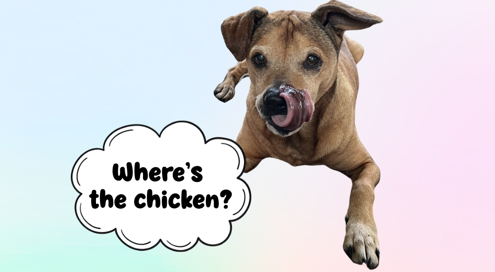 Hiding-Chicken-aka-Find-It_WEB